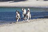 WHIPPET 213